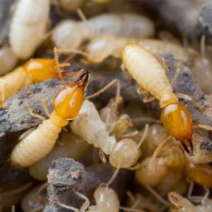 Bộ Combo diệt mối tại nhà